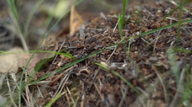 Siyah karıncalar ormandaki karınca yuvasında sürünüyorlar. Vahşi yaşam sakinlerinin yaşamları. Yaklaş, makro.