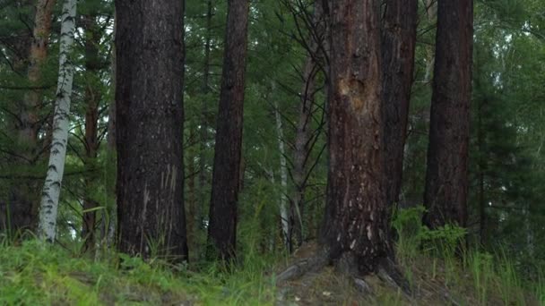 密密麻麻的森林从下到上。巨大的针叶树和落叶树，绿草。野生大自然的概念 — 图库视频影像
