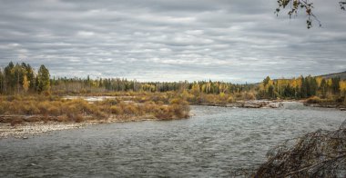 Sonbahar doğal manzarası. Taşlı bir kıyısı olan hızlı bir nehir, sarı ağaçları olan bir orman ve bulutlu bir gökyüzü..