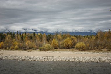 Sonbahar doğal manzarası. Taşlı bir kıyısı olan hızlı bir nehir, sarı ağaçları olan bir orman ve bulutlu bir gökyüzü..