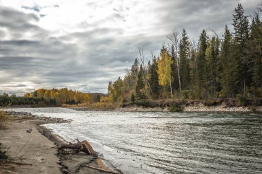 Sonbahar doğal manzarası. Taşlı bir kıyısı olan hızlı bir nehir, sarı ve yeşil ağaçları olan bir orman ve bulutlu bir gökyüzü.