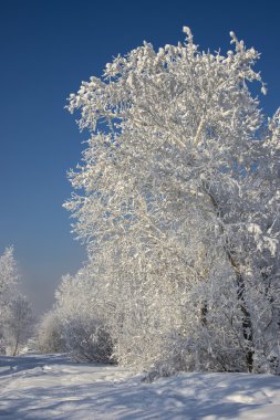 Güzel karlı kış manzarası