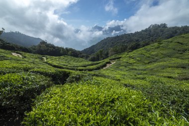 Munnar Hindistan çay tarlaları