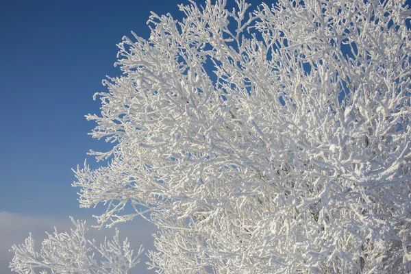 Belo padrão de inverno — Fotografia de Stock