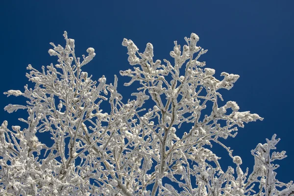 Piękny zimowy wzór — Zdjęcie stockowe