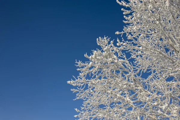 Schönes Wintermuster — Stockfoto