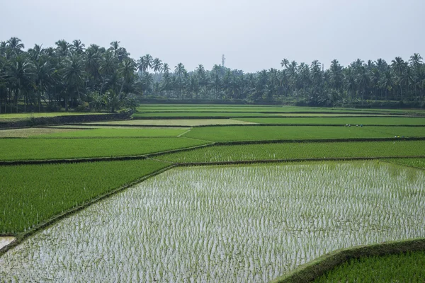 在印度的稻田 — 图库照片