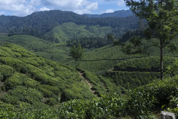 Les plantations de thé de Munnar Inde — Photo