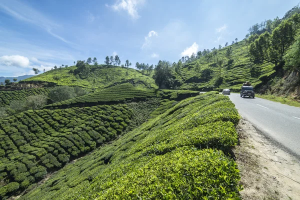 the tea plantations in Munnar India