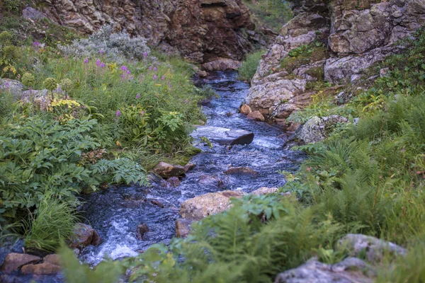 Dağlardaki dağ deresi — Stok fotoğraf