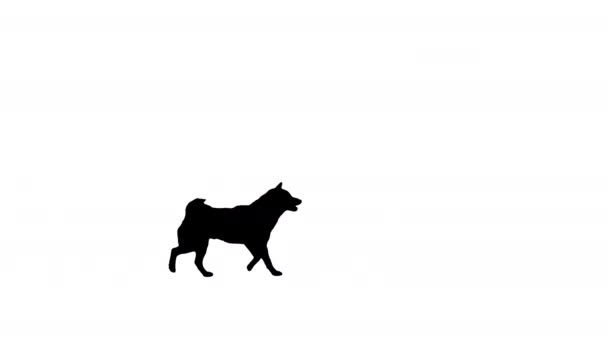 Shiba inu cachorro corriendo de paso, Alpha Channel — Vídeos de Stock