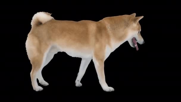 Lindo paseo de perro Shiba Inu, canal alfa — Vídeo de stock