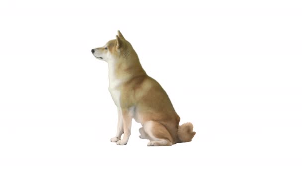 Hermoso cachorro shiba inu sentado sobre fondo blanco. — Vídeos de Stock