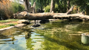 Humboldt pengueni nehirde yüzüyor..