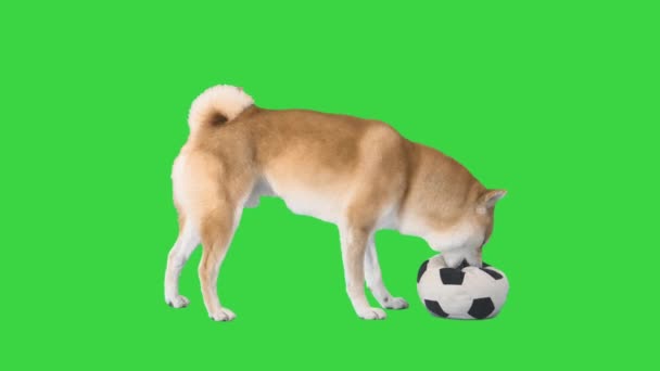 Shiba Inu gra w piłkę nożną na zielonym ekranie, Chroma Key. — Wideo stockowe