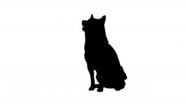 Kırmızı shiba inu oturuyor, Alpha Channel