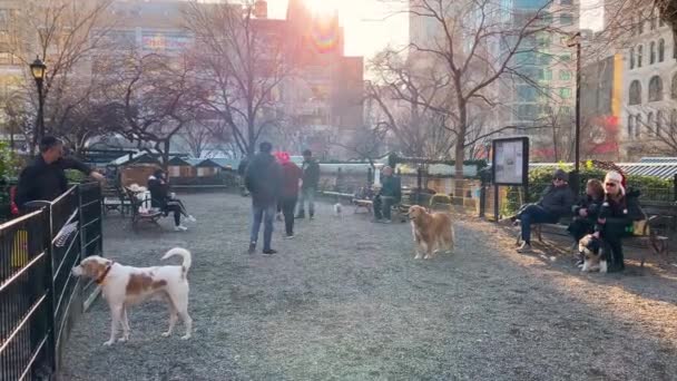 Στη Νέα Υόρκη. 27 Δεκεμβρίου 2019. Dog friendly area in Union Square, Νέα Υόρκη, ΗΠΑ — Αρχείο Βίντεο