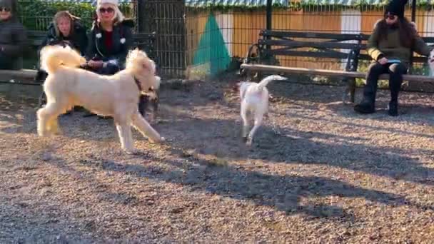 Nueva York. 27 de diciembre 2019. Perros jugando, persiguiéndose unos a otros en el área amigable para perros en Union Square — Vídeo de stock