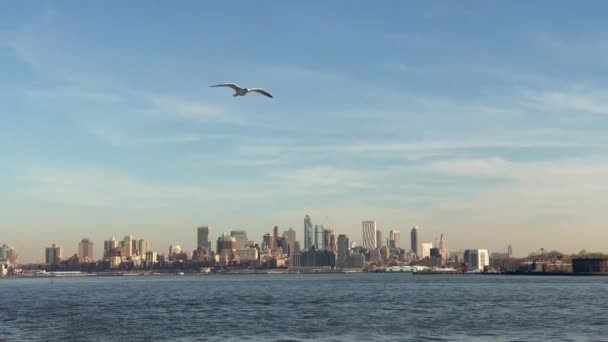 Gaivotas voando sobre a Baía de Nova York, EUA — Vídeo de Stock