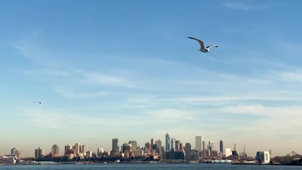 Gabbiani che sorvolano la baia in una giornata di sole, New York, USA — Video Stock