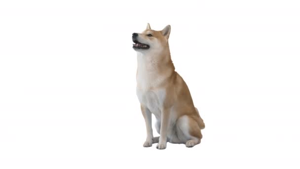 Red shiba inu sitting down on white background. — Stock Video
