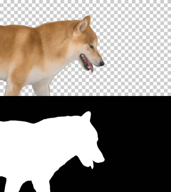 Yürüyen shiba inu kırmızı köpek, Alpha Channel ve Silhouette