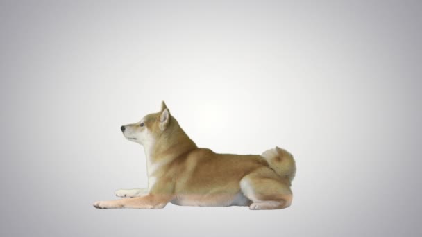 Roter shiba inu Hund liegt auf Gefällungshintergrund. — Stockvideo