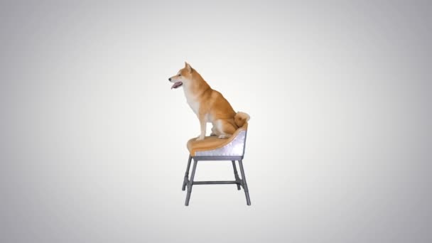 Shiba Inu perro sentado en una silla sobre fondo degradado. — Vídeos de Stock
