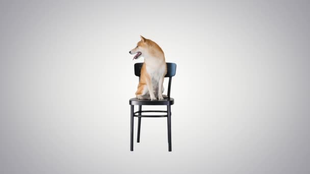 Shiba inu sitting on a chair on gradient background. — Stock Video