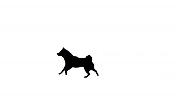 Boldog Shiba inu kiskutyát fut, Alpha Channel — Stock videók