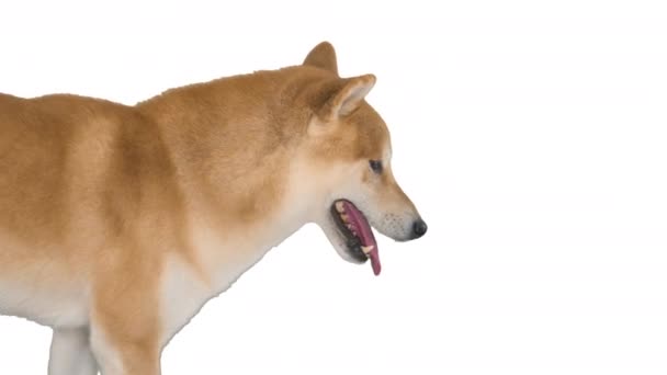 흰 배경에 있는 워킹시바이누 붉은 개. — 비디오