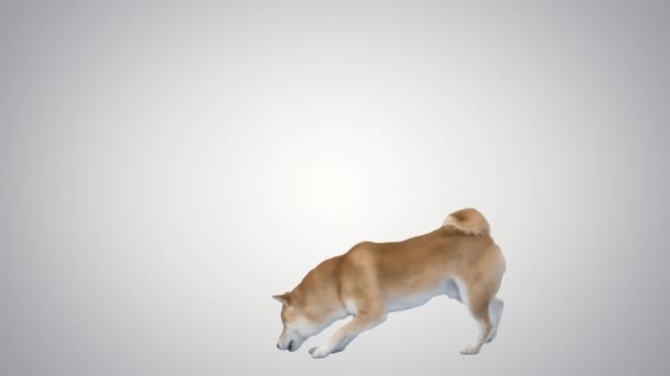 Piros kutya shiba inu séta és szaglászás gradiens háttér. — Stock videók