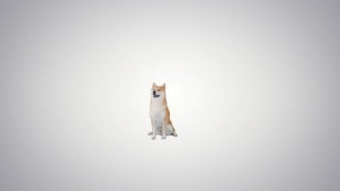 Japon Shiba Inu köpeği gradyan arkaplanda oturuyor.