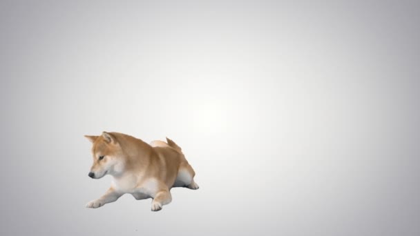Shiba inu cucciolo a piedi via su sfondo gradiente. — Video Stock