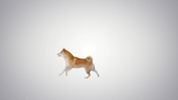 Felice Shiba inu cucciolo in esecuzione su sfondo gradiente. — Video Stock