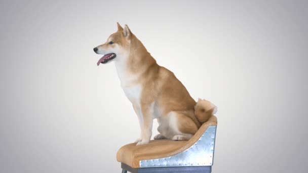 Shiba Inu köpeği arka planda bir sandalyede oturuyor.. — Stok video