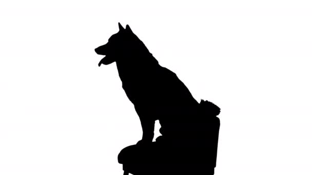 Shiba Inu cão sentado em uma cadeira, Alpha Channel — Vídeo de Stock
