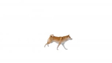 Shiba inu köpek yavrusu beyaz arka planda mutlu çalışıyor..