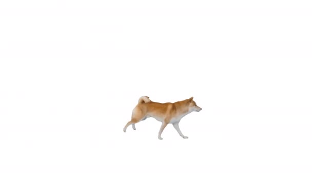 Shiba inu cachorro corriendo feliz sobre fondo blanco. — Vídeo de stock