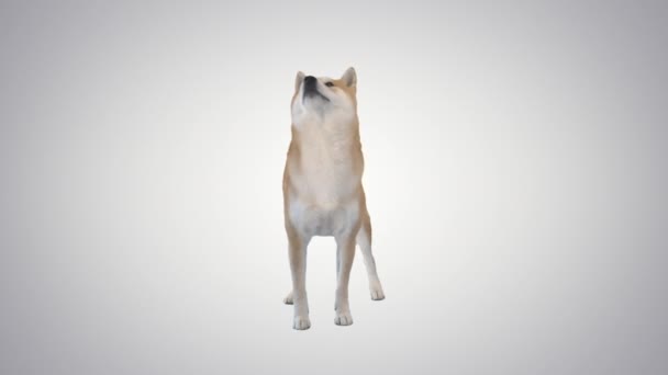 Shiba Inu rode hond voert commando op gradiënt achtergrond. — Stockvideo