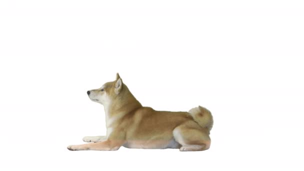 Rosso shiba inu cane sdraiato su sfondo bianco. — Video Stock