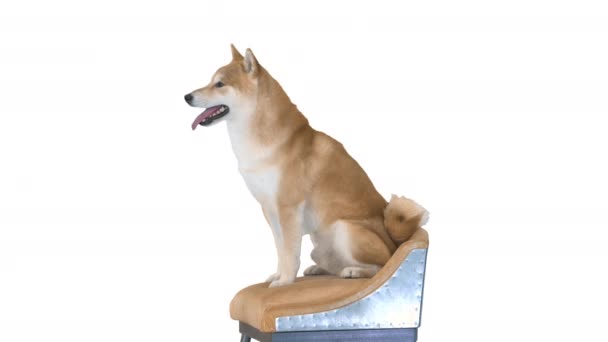 Shiba Inu perro sentado en una silla sobre fondo blanco. — Vídeos de Stock