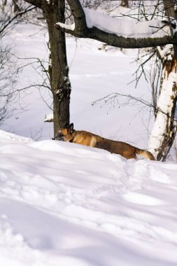 Çoban köpeği karda avlanır.