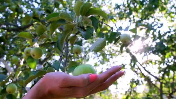 Dişi el, güneş ışığında bir ağaç dalından taze bir elma koparır. seçici odak — Stok video