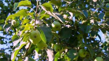 Güneş ışığında elma ağacı. Bir dalda elma yetişiyor. Seçici odak