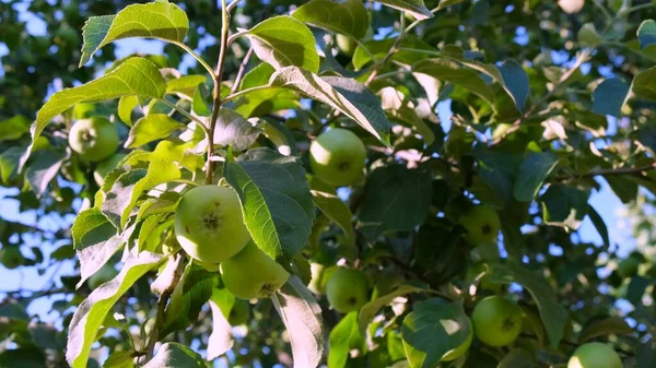 Äppelträd i solljus. Äpple som växer på en gren. Selektiv inriktning — Stockfoto