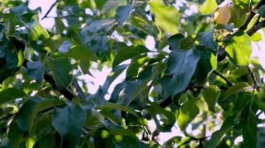 Güneş ışığında elma ağacı. Bir dalda elma yetişiyor. Seçici odak