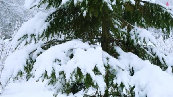 Větev vánoční jedle se sněhem v zimním lese. — Stock video