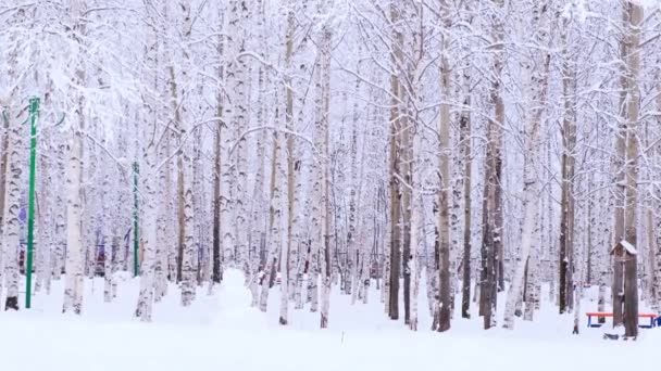 Berkenbos met overdekte sneeuwtakken in zonlicht — Stockvideo