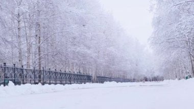 Parkta karlı huş ağaçları olan kış manzarası